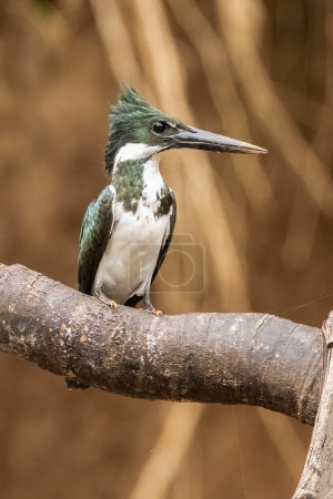 Photo for Belted Kingfisher Portrait in Pennsylvania - Royalty Free Image