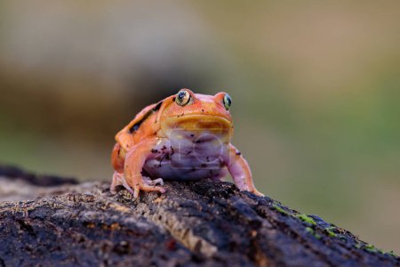 Photo for Tomato frog (Dyscophus guineti), also known as the false tomato frog. - Royalty Free Image