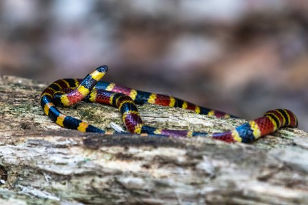 Photo for Costa Rican coral snake common snake distributed from the east and southeastern Caribbean in Nicaragua to Caribbean in Panama. In Costa Rica it is found in tropical and subtropical rainforests - Royalty Free Image