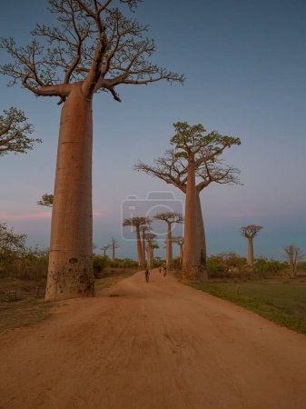 Téléchargez les photos : Beaux baobabs au coucher du soleil sur l'avenue des baobabs à Madagascar - en image libre de droit