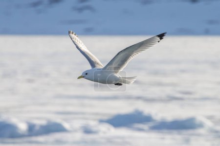 Téléchargez les photos : Seagull flying over the North Sea looking for fish - en image libre de droit