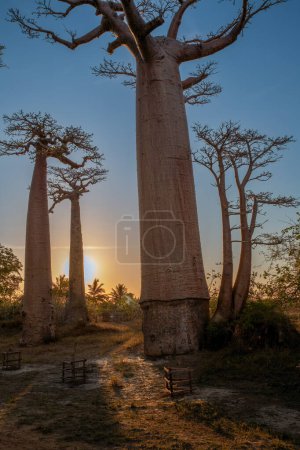 Foto de Hermosos árboles de Baobab al atardecer en la avenida de los baobabs en Madagascar - Imagen libre de derechos