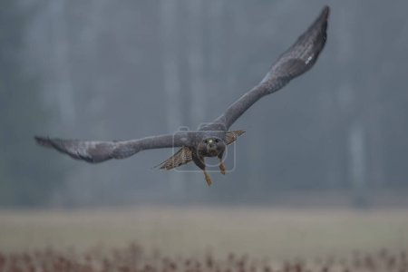 Téléchargez les photos : Birds of prey - Common Buzzard (Buteo buteo) - en image libre de droit