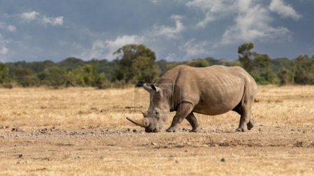 Photo for White Rhinoceros Ceratotherium simum Square-lipped Rhinoceros at Khama Rhino Sanctuary Kenya Africa. - Royalty Free Image
