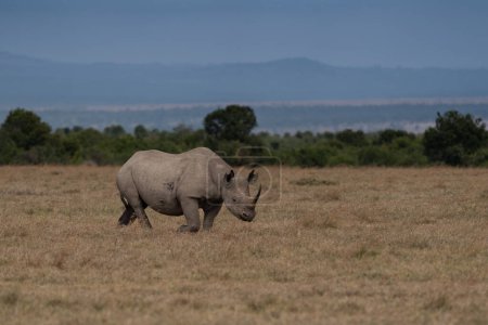 Photo for White Rhinoceros Ceratotherium simum Square-lipped Rhinoceros at Khama Rhino Sanctuary Kenya Africa. - Royalty Free Image