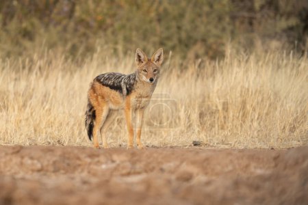 Foto de Un chacal en busca de presas en las praderas del desierto de Kalahari en Namibia. - Imagen libre de derechos