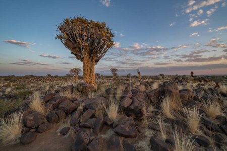 Photo for Desert landscape with with quiver trees (Aloe dichotoma), Northern Cape, South Africa - Royalty Free Image