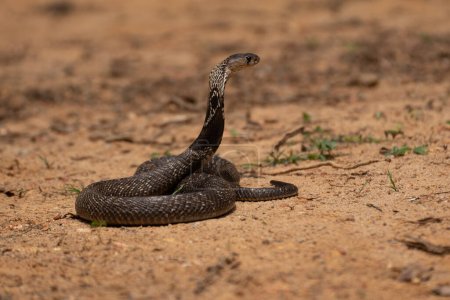 La cobra es el nombre común de algunos elápidos capaces de ensanchar las costillas para formar la famosa capucha.