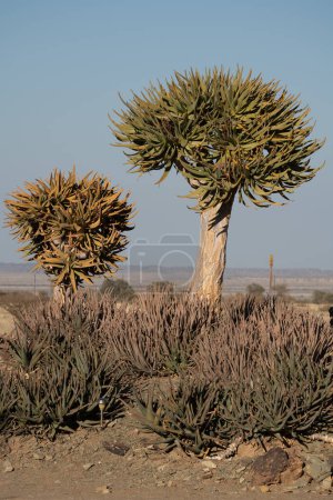 Foto de Paisaje del desierto con carcaj (Aloe dichotoma), Cabo Norte, Sudáfrica - Imagen libre de derechos
