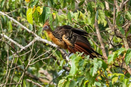 Photo for Hoatzin (Opisthocomus hoazin) with crest raised in the Amazon rainforest at Lake Sandoval, Peru, South America. - Royalty Free Image