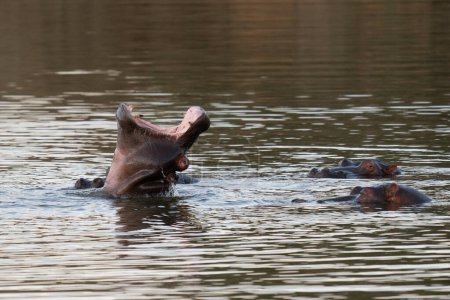 Photo for The common hippopotamus (Hippopotamus amphibius), or hippo, is a large, mostly herbivorous mammal in sub-Saharan Africa - Royalty Free Image