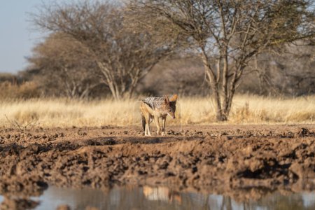 Téléchargez les photos : Un chacal à la recherche de proies dans les prairies du désert du Kalahari en Namibie. - en image libre de droit
