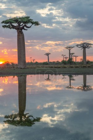 Beaux baobabs au coucher du soleil sur l'avenue des baobabs à Madagascar