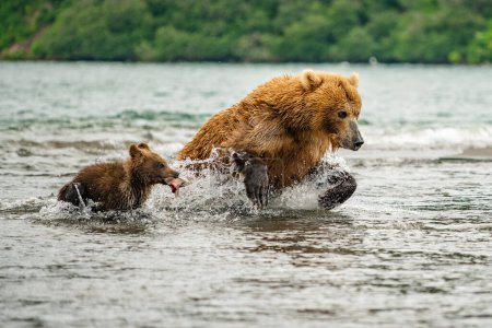 Téléchargez les photos : Réglant le paysage, les ours bruns du Kamchatka (Ursus arctos beringianus) - en image libre de droit
