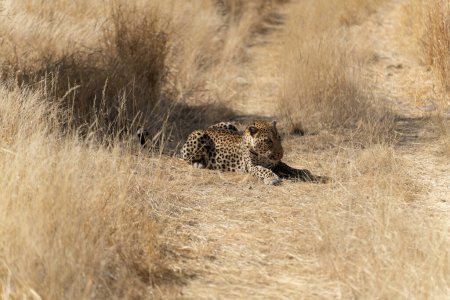 Foto de Leopardo en la sabana africana esperando a su presa Namibia. - Imagen libre de derechos