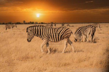 Afrikanische Ebenen Zebra auf den trockenen braunen Savannen Grasland Browsing und Weiden. Fokus liegt auf dem Zebra mit unscharfem Hintergrund, das Tier ist beim Füttern wachsam