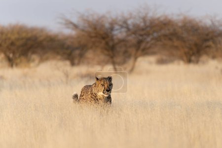 Photo for Cheetah in the African savannah waiting for prey Namibia. - Royalty Free Image