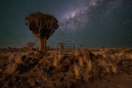 Foto de Paisaje del desierto con carcaj (Aloe dichotoma), Cabo Norte, Sudáfrica fondo iluminado por la luna Vía Láctea - Imagen libre de derechos