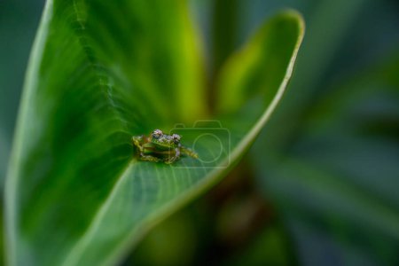 Téléchargez les photos : Teratohyla spinosa grenouille de verre (grenouille cochran épineuse) de la famille des centrolenidae sur une feuille verte dans la jungle du Costa Rica. Trouvé dans la jungle du parc national de Tortuguero. - en image libre de droit
