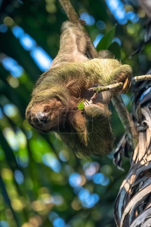 Photo for A sloth smiling at the camera while hanging in the Costa Rican jungle. Really cute sloth looking directly to camera while is smiling. - Royalty Free Image