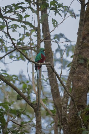 Téléchargez les photos : Quetzal resplendissant, Pharomachrus mocinno, de Savegre au Costa Rica avec une forêt verte floue en arrière-plan. Magnifique oiseau sacré vert et rouge - en image libre de droit