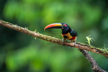 Aracari à bec ardent - Pteroglossus frantzii est un toucan, un oiseau proche du passereau. Il se reproduit uniquement sur les pentes du Pacifique du sud du Costa Rica et de l'ouest du Panama
