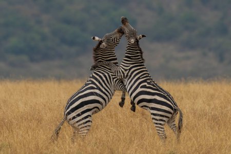 Photo for African plains zebra on the dry brown savannah grasslands browsing and grazing. focus is on the zebra with the background blurred, the animal is vigilant while it feeds - Royalty Free Image