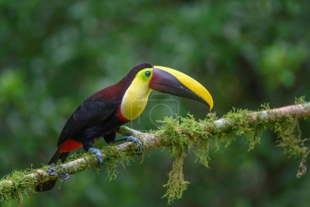 Toucan à bec de quille - Ramphastos sulfuratus, grand toucan coloré de la forêt du Costa Rica avec bec très coloré.