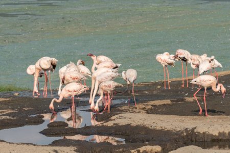 Flamingos auf dem See Baringo Kena