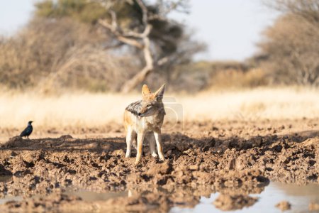 Téléchargez les photos : Un chacal à la recherche de proies dans les prairies du désert du Kalahari en Namibie. - en image libre de droit