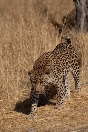 Foto de Un leopardo en busca de presas en las praderas del desierto Kalahari de Namibia - Imagen libre de derechos
