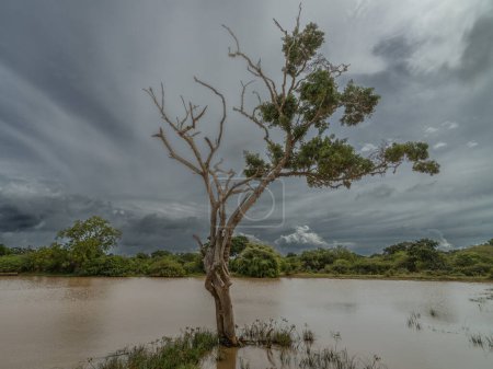 Foto de Yala National Park dry trees with dynamic sky Sri Lanka - Imagen libre de derechos