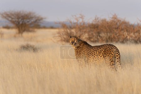 Foto de Guepardo en la sabana africana esperando a su presa Namibia. - Imagen libre de derechos