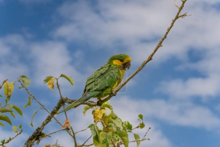 Photo for Loro Orejiamarillo Yellow-eared Parrot Ognorhynchus icterotis columbia. - Royalty Free Image