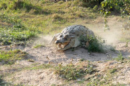 Crocodile de l'Orénoque, crocodylus intermedius, Adulte émergeant de River, Los Lianos au Venezuela
