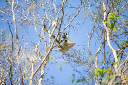 One little lemur on the branch of a tree in the rainforest Madagascar.