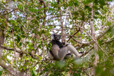 Un pequeño lémur en la rama de un árbol en la selva Madagascar.
