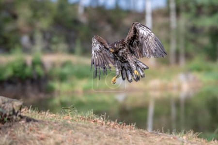 Águila Dorada, Aquila chrysaetos, gran ave de presa aterriza en el prado de otoño con alas extendidas contra el colorido cielo nocturno en el fondo. Primer plano águila en otoño paisaje, Europa.