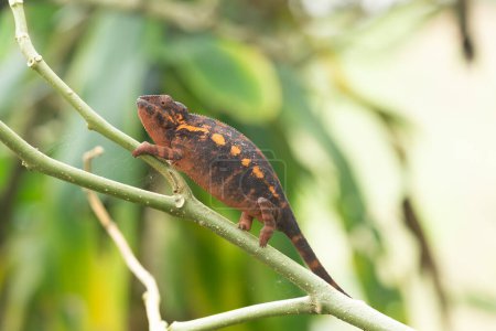 Belle caméléon coloré espèces menacées de Madagascar