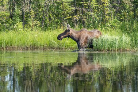 Moose (Alces alces americanus))