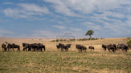 Gran manada de ñus en la sabana. Gran migración. Kenia. Tanzania. Parque Nacional de Masai Mara. Un excelente ejemplo.