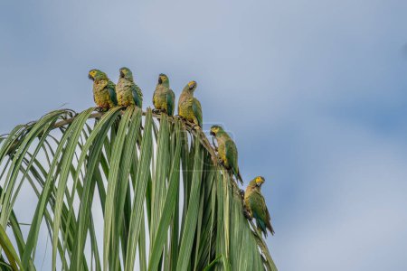 Red-bellied Macaw, Orthopsittaca Manilata, green colored parrot bird with yellow head and red belly, palm lagoon Lagoa Das Araras, Bom Jardim, Nobres, Mato Grosso, Brazil, South America