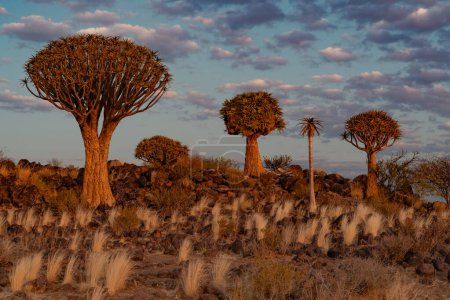 Paisaje del desierto con carcaj (Aloe dichotoma), Cabo Norte, Sudáfrica
