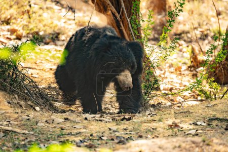 Spectacled bear (Tremarctos ornatus), also known as the Andean bear, Andean short-faced bear, or mountain bear