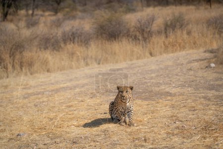 Leopard im Baum wartet auf Beute Afrika Kenia