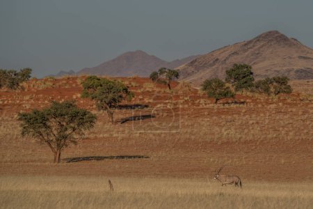Désert namibien avec oryx au premier plan et dunes de sable au fond Namibie