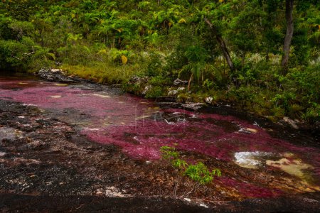 Der Regenbogenfluss oder Fluss der fünf Farben ist in Kolumbien einer der schönsten Naturorte, wird Kristallschlucht genannt