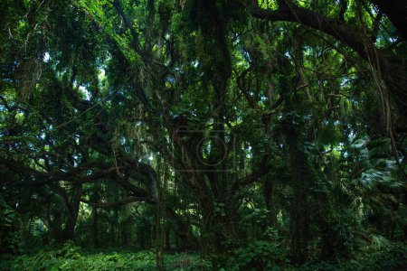 Foto de Selvas tropicales con árboles y plantas verdes - Imagen libre de derechos