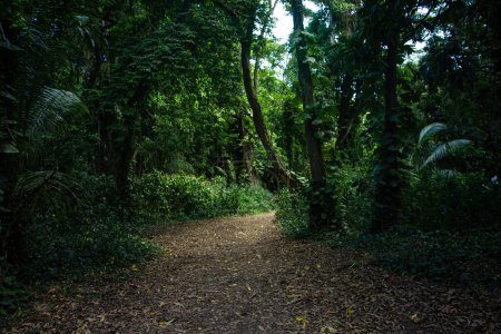 Foto de Selvas tropicales con árboles y plantas verdes - Imagen libre de derechos