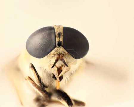 Téléchargez les photos : Macro image de femelle adulte à la mouche - en image libre de droit